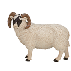 �N����q�c�W�i�I�X�j